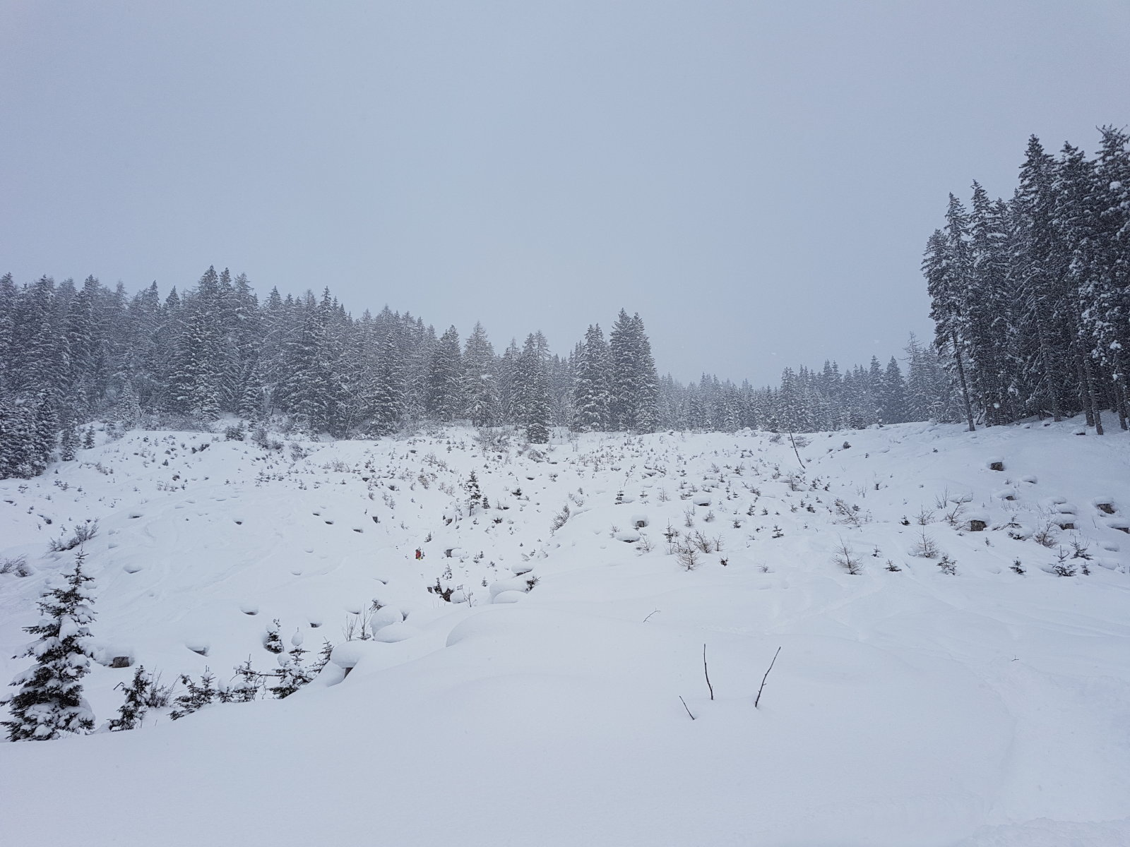 A nagy tisztás. Itteni mértékkel még kevés ez a hó.