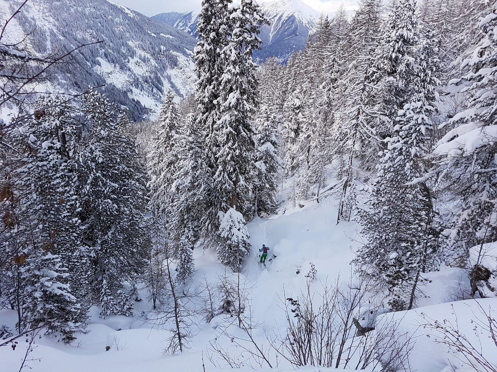 az erdő sem maradhatott ki
