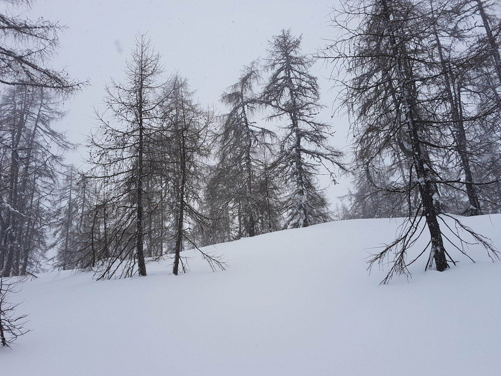 A lankás felső rész