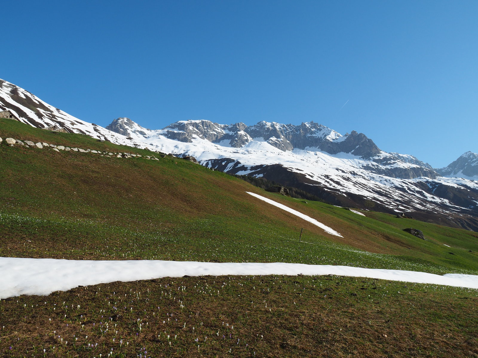 ha elolvad a hó utána fehér lesz a föld a virágoktól