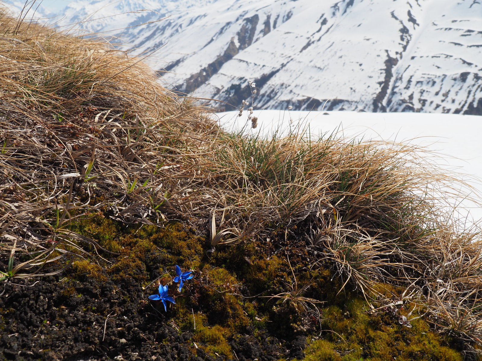 encián mellette a hó