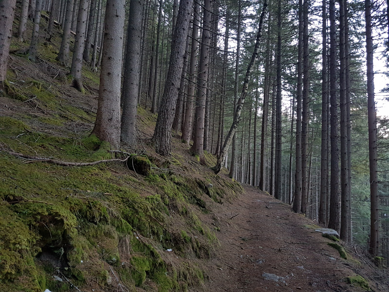 2021.02.03. Graukogel. A 3 napos főn és az eső elvitte a havat (1200m)