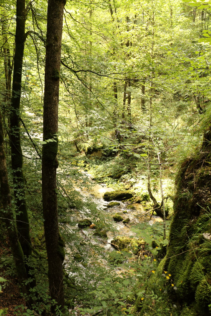 Felfelé a Wasserlochklamm szurdokban