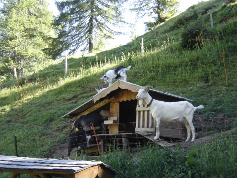 Ziegen-025.JPG
