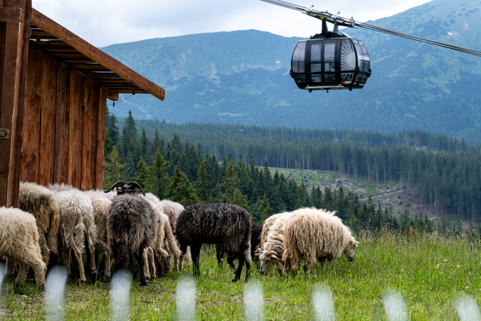 Juhfarm Jasnán (Kép: Jakub Vojtek)