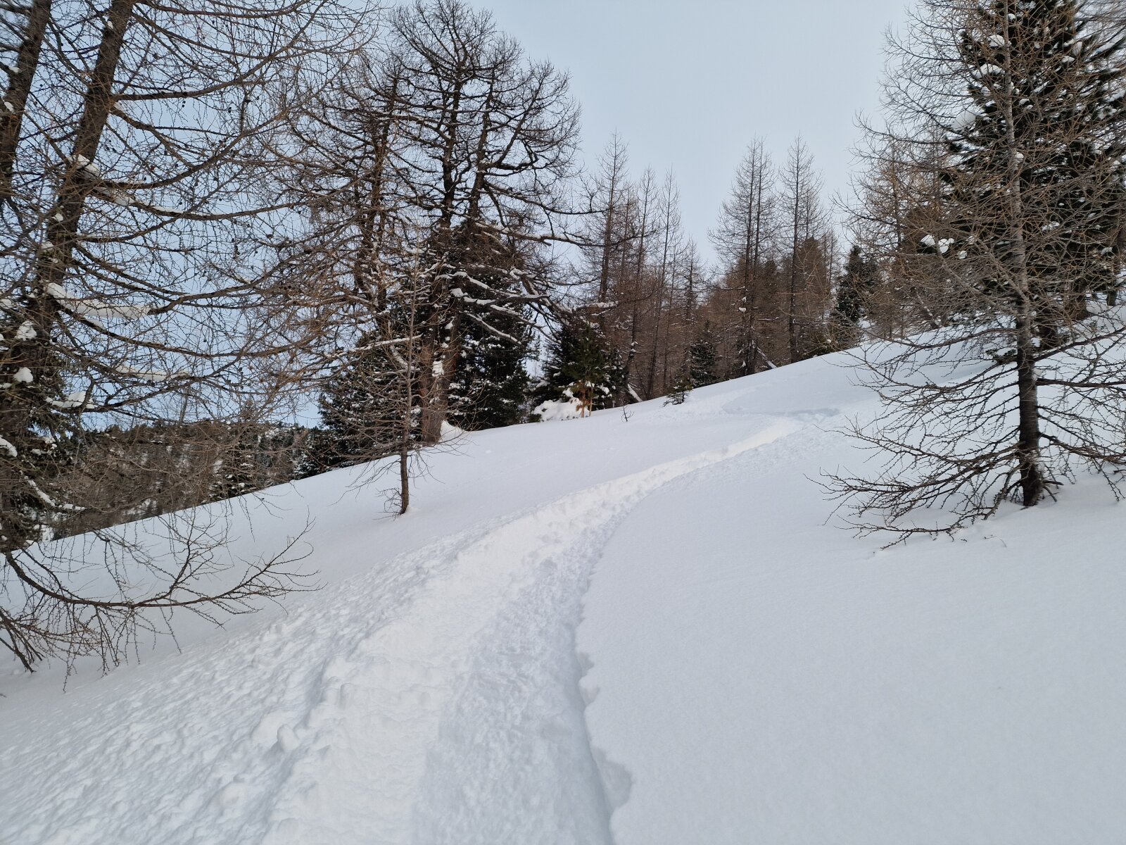 Az erdőben ekkor még nem lehetett tovább lecsúszni.