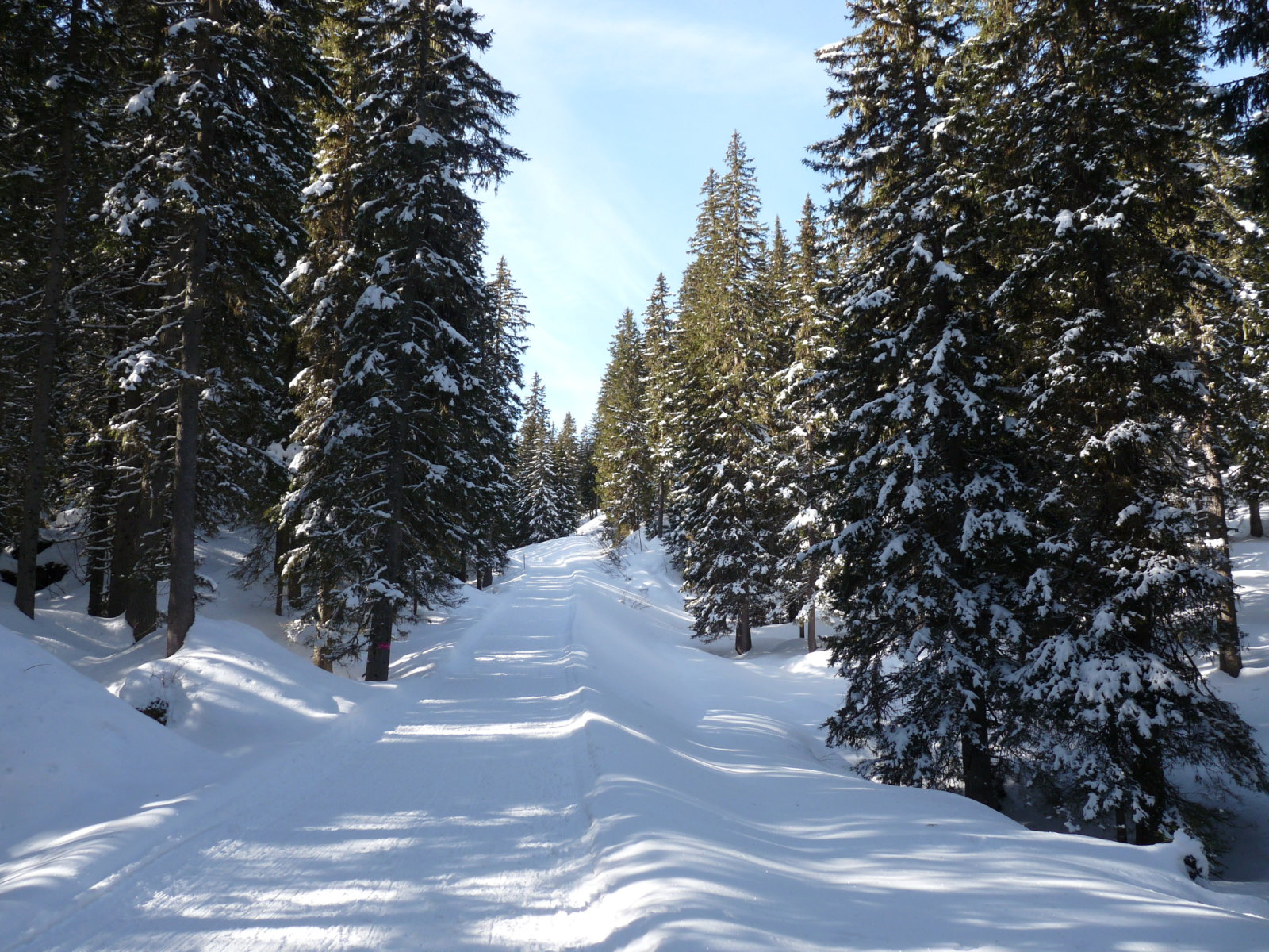 Felfele út az erdőben