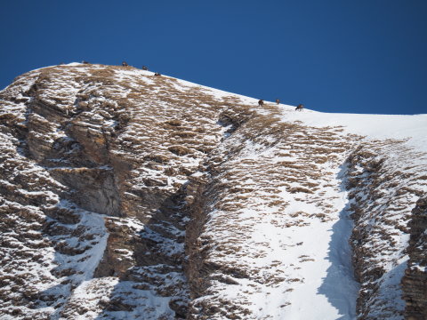 a zergék is jól érzik magukat