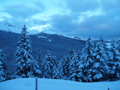 a fenyők roskadtak a sok hótól