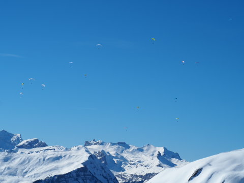 a paplanernősök kirajzottak mint tavasszal a legyek