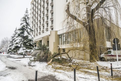 A hó súlyától letört faágak Csíkszeredában 2016. március 24-én. MTI Fotó: Veres Nándor