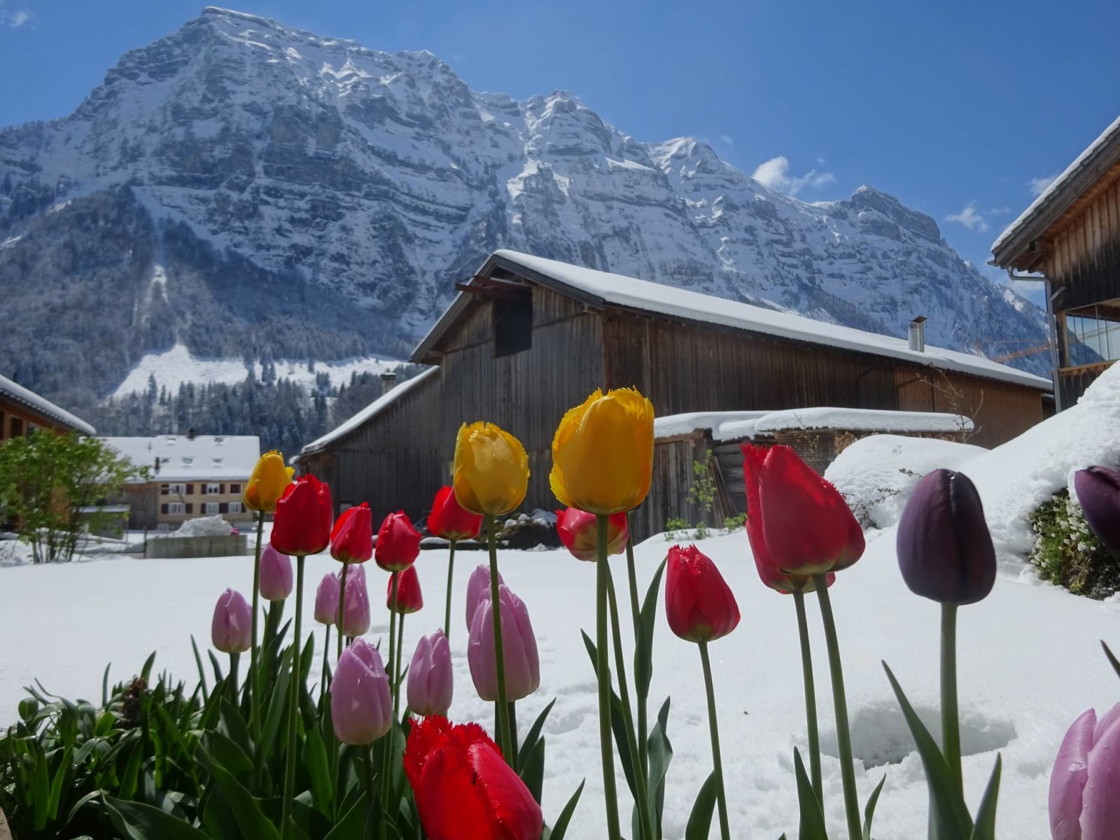 Schnepfau település Vorarlbergben háttérben a jellegzetes Kanisfluh heggyel. Fagykárok. Kép: Andrea Bereuter/Facebook