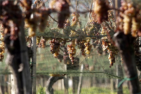 Enyhe tél - Nem lesz jégbor Badacsony környékén (MTI Fotó: Nagy Lajos)