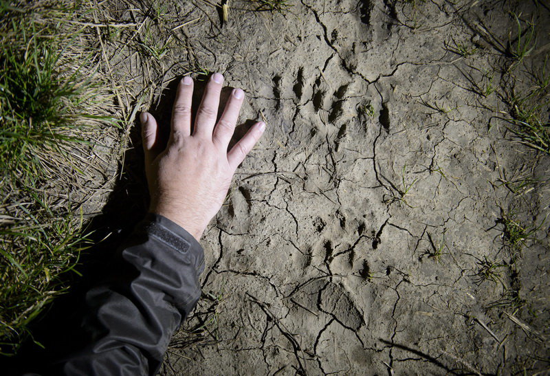 Európai barnamedve lábnyoma a Nógrád megyei Etes közelében. MTI Fotó: Komka Péter