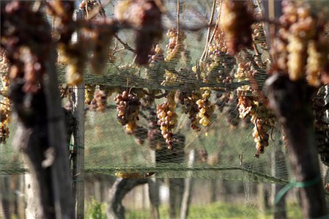 Enyhe tél - Nem lesz jégbor Badacsony környékén (MTI Fotó: Nagy Lajos)