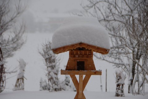 Tirol, Tannheimer-völgy (Kép: Glätzle J.)