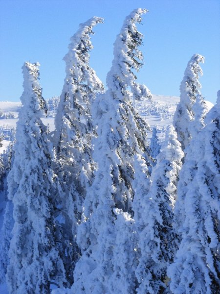 Hogy mit ki kell bírni egy fenyőnek?