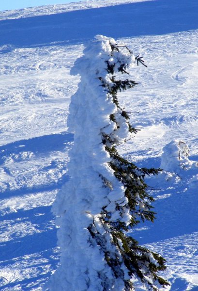 Természetes iránytű É-nak
