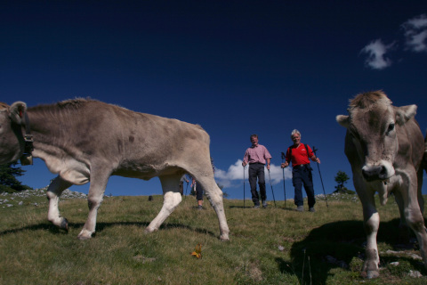 Túrázók és a helyi tehenek