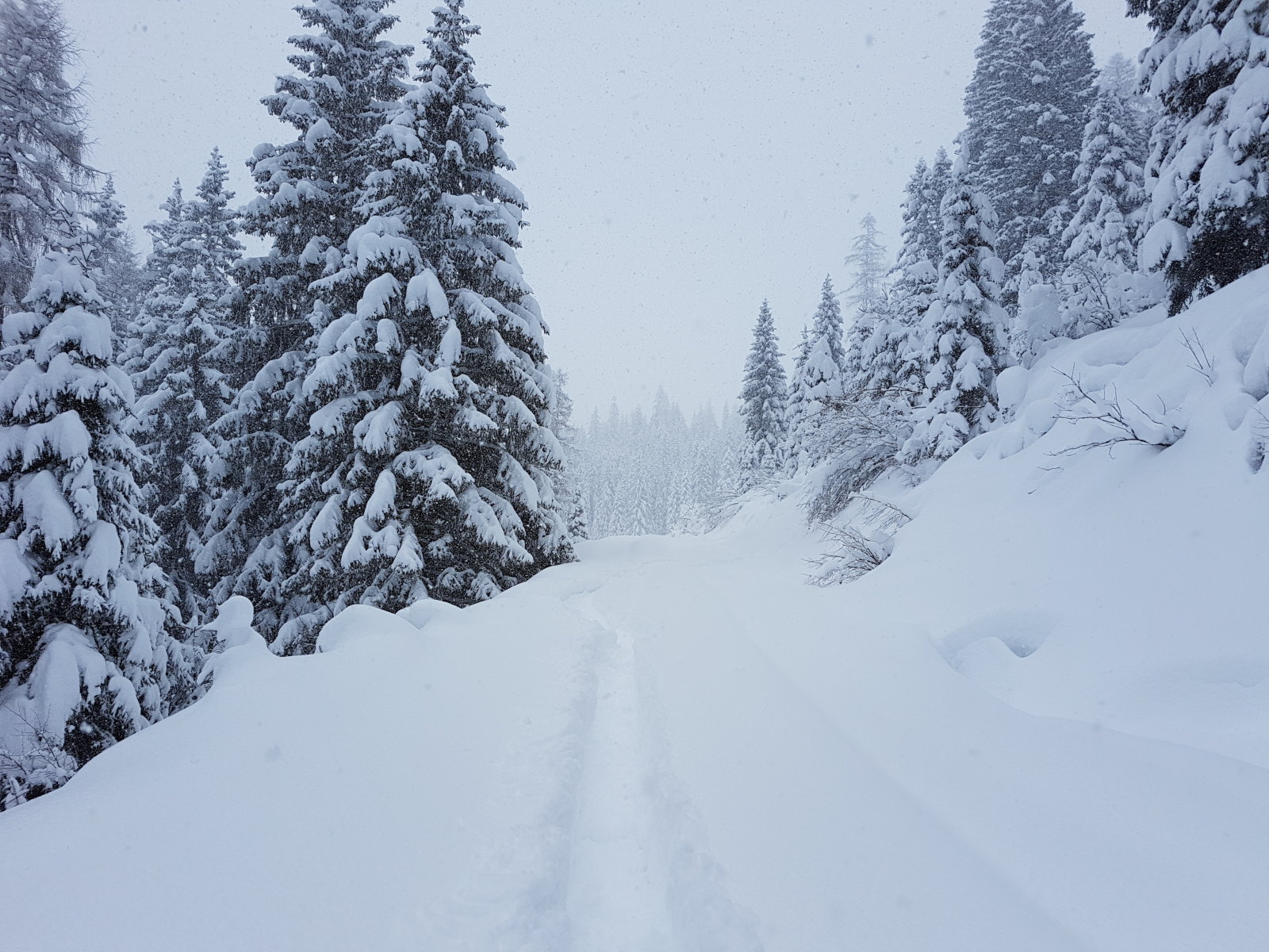 Út az erdő és a nagyrét között
