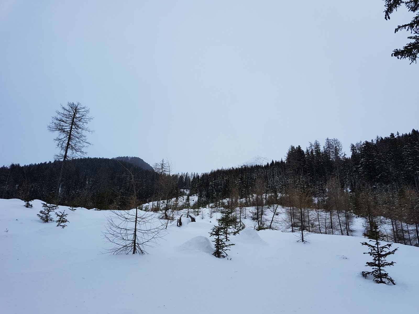 A kis tisztás alulról