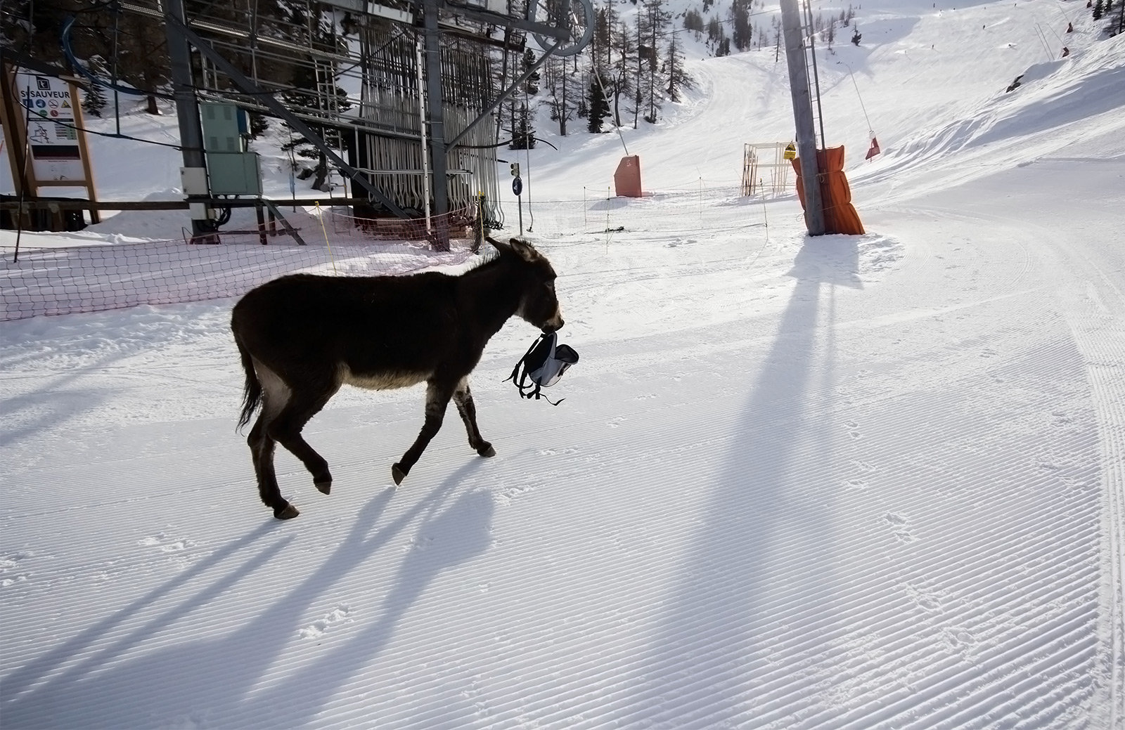 Tolvaj szamár - ez a csacsi volt mindenki kedvence