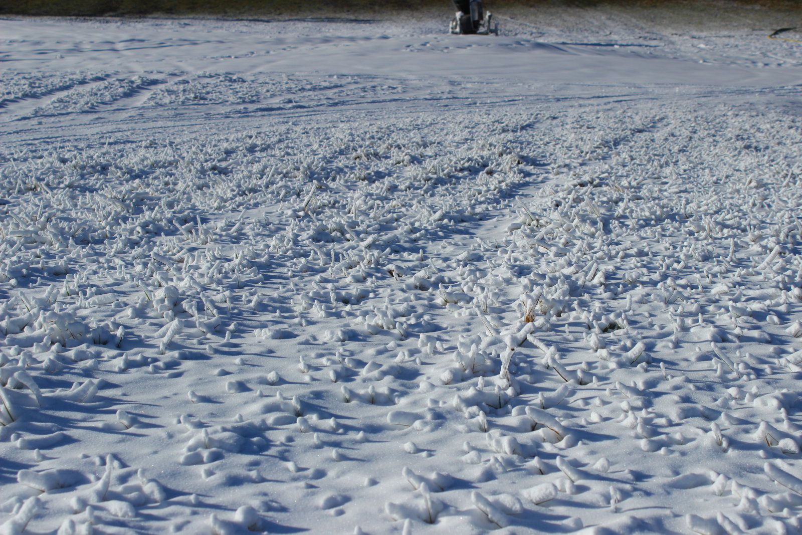 IMG-5974.JPG