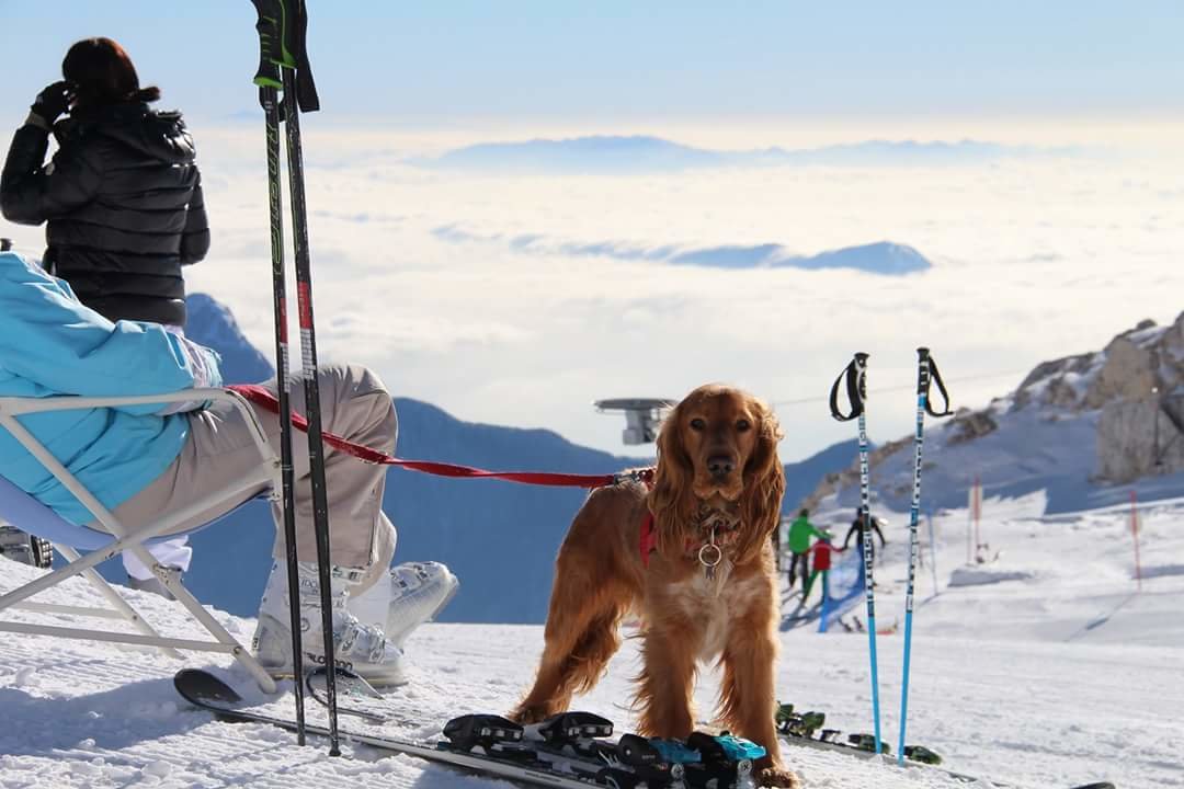 Spániel a sípályán