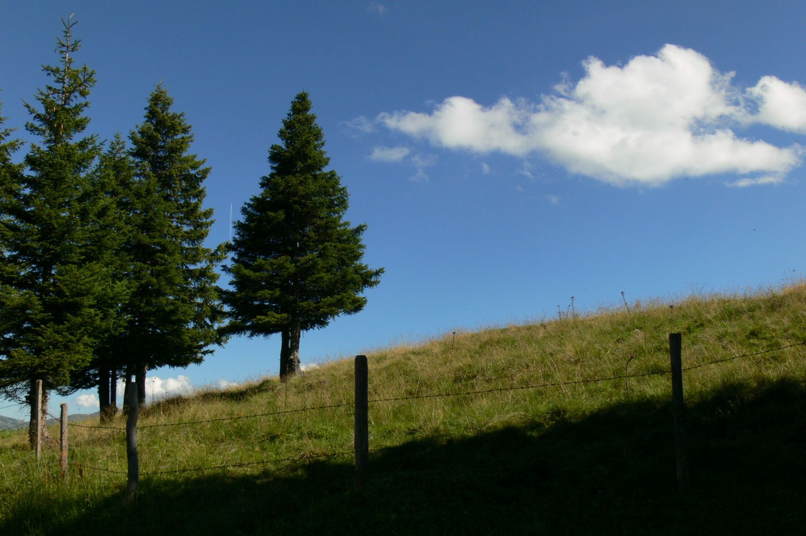 Cirbolyák ... Borbolya nélkül