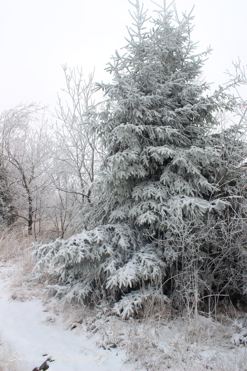 IMG-5926.JPG