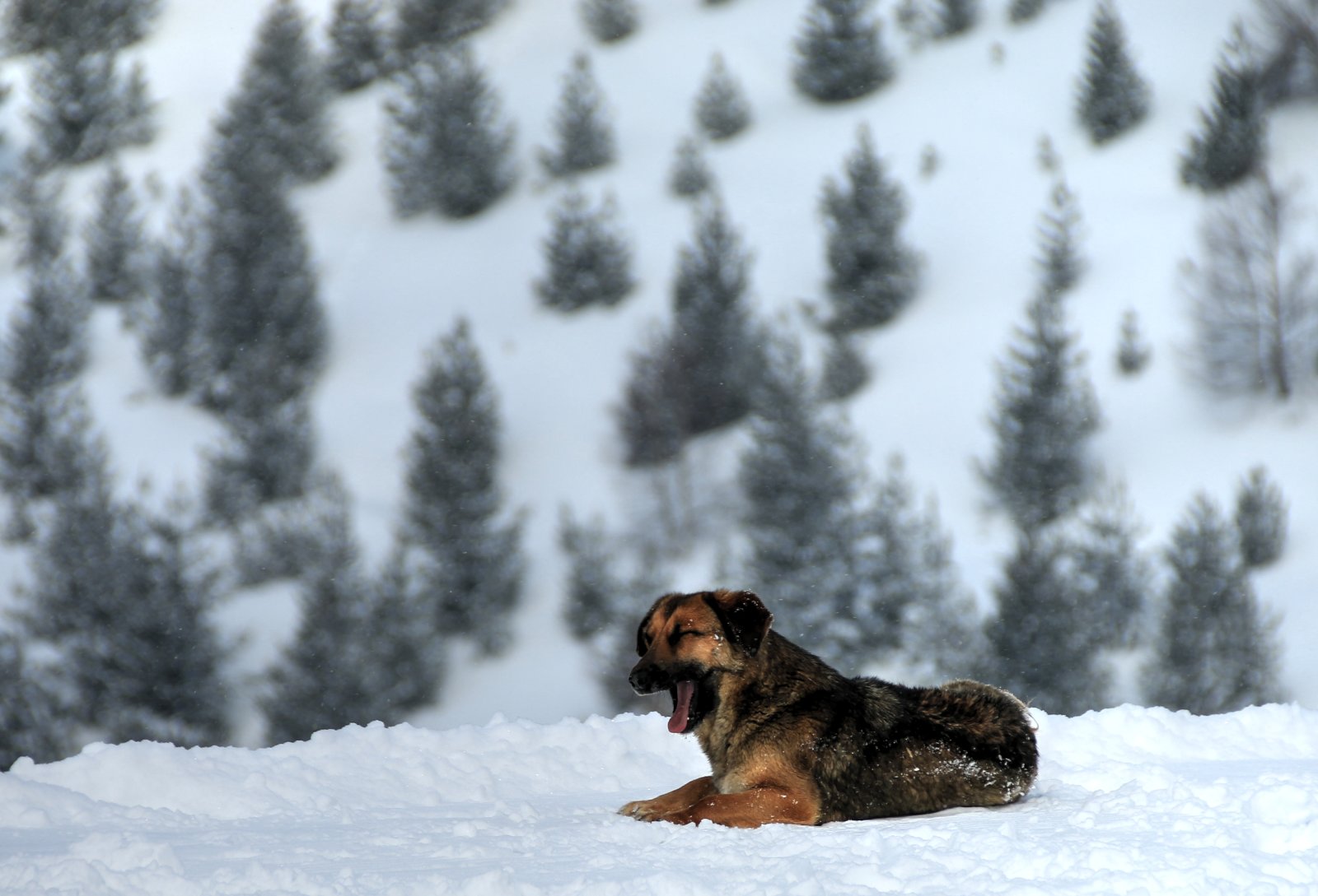 Álmosan kezdődik a reggel a Shar Planina hegység havasaiban - Freeride síelés Koszovóban