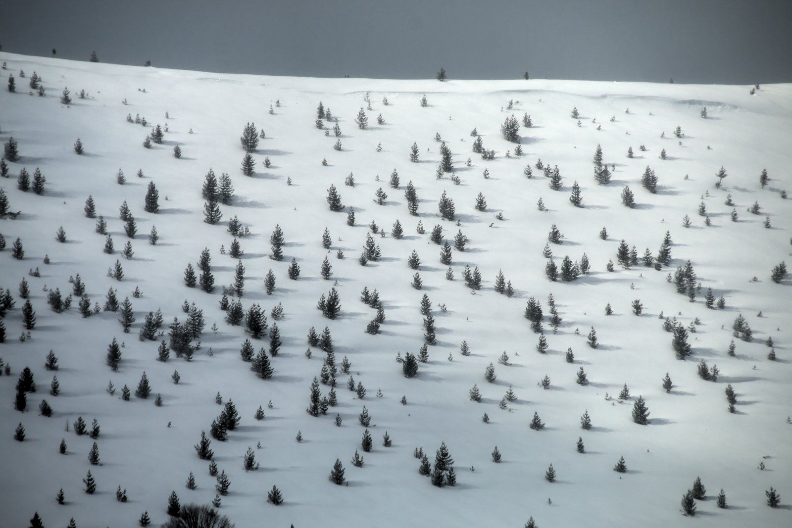 Ritkás erdők  - Freeride síelés Koszovóban