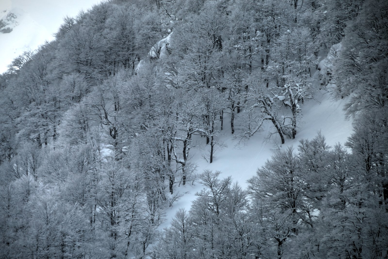 Mesés bükkerdő - Freeride síelés Koszovóban