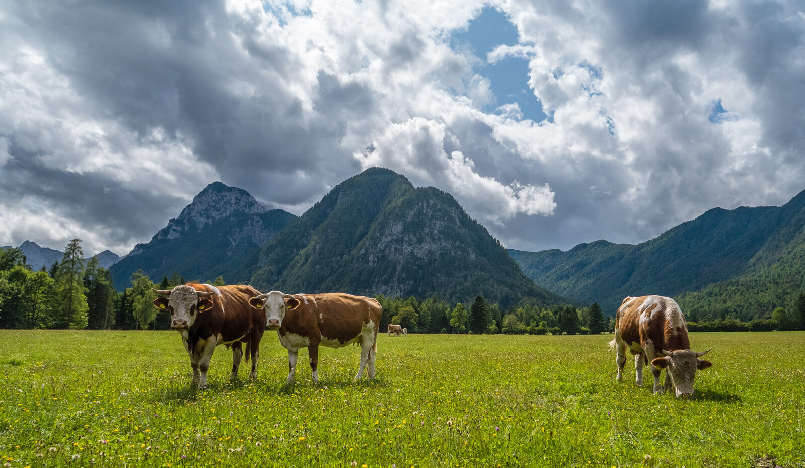 Krma | Fotó: Rozle Bregar