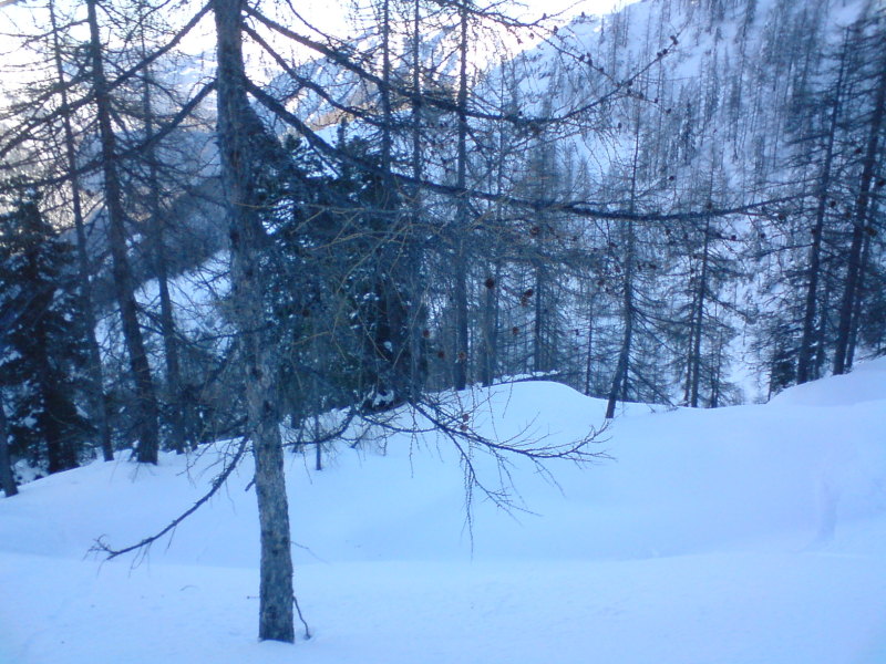 Line 4, Szűzhavas erdő