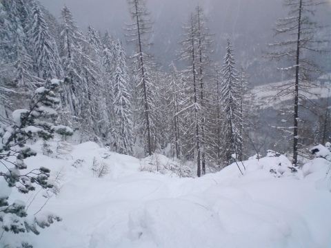 Line 4: A baloldali erdő, jó ritmusban nagyon élvezetes (2010.12.17)