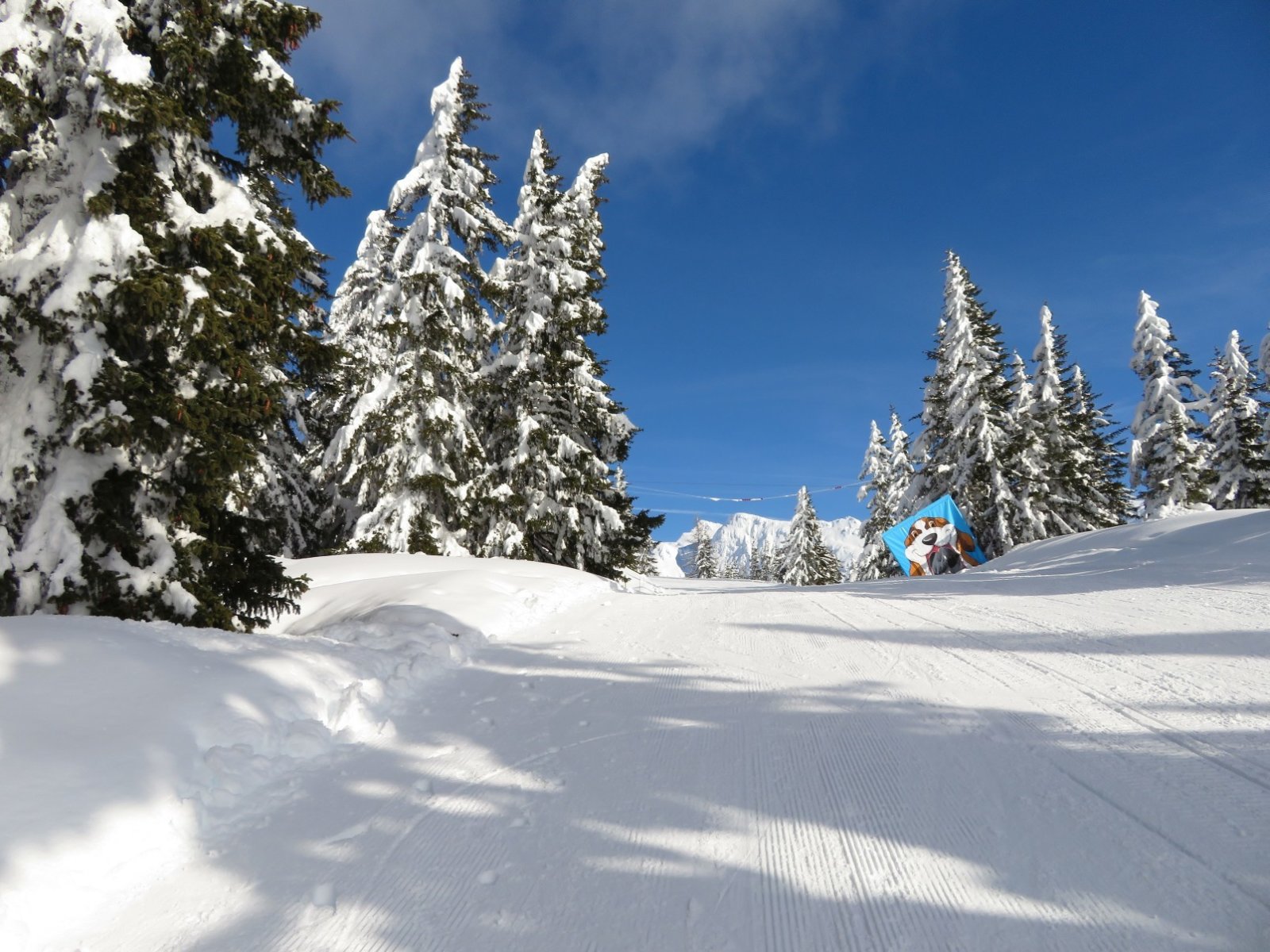 Erdei pálya gyerekeknek