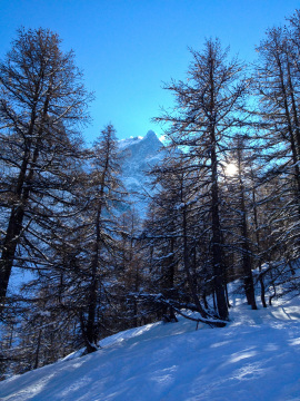 Le Meije csúcsa a fák között