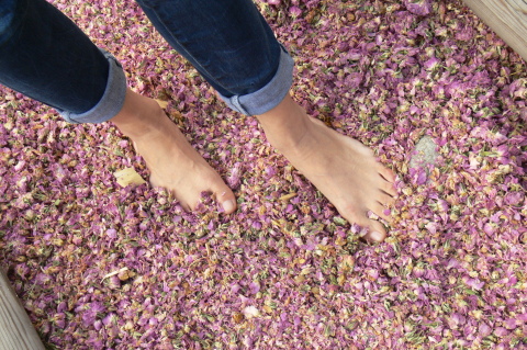 Rózsaszőnyeg a Vitalpinumban