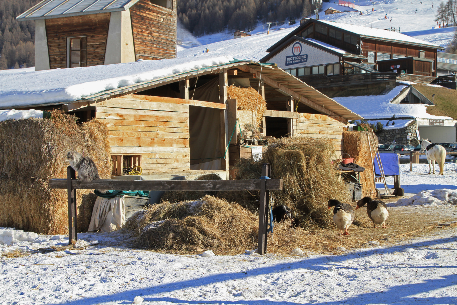 Tanya a Mottolino lábánál