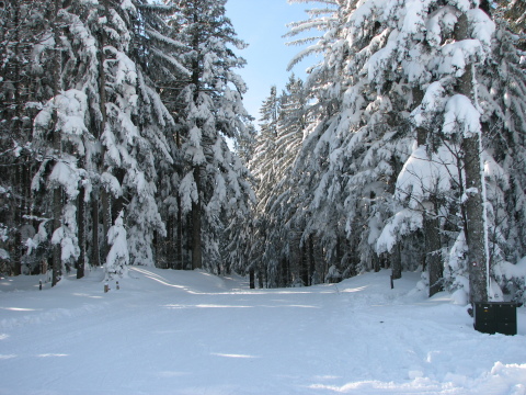 Areh - erdei átcsúszó