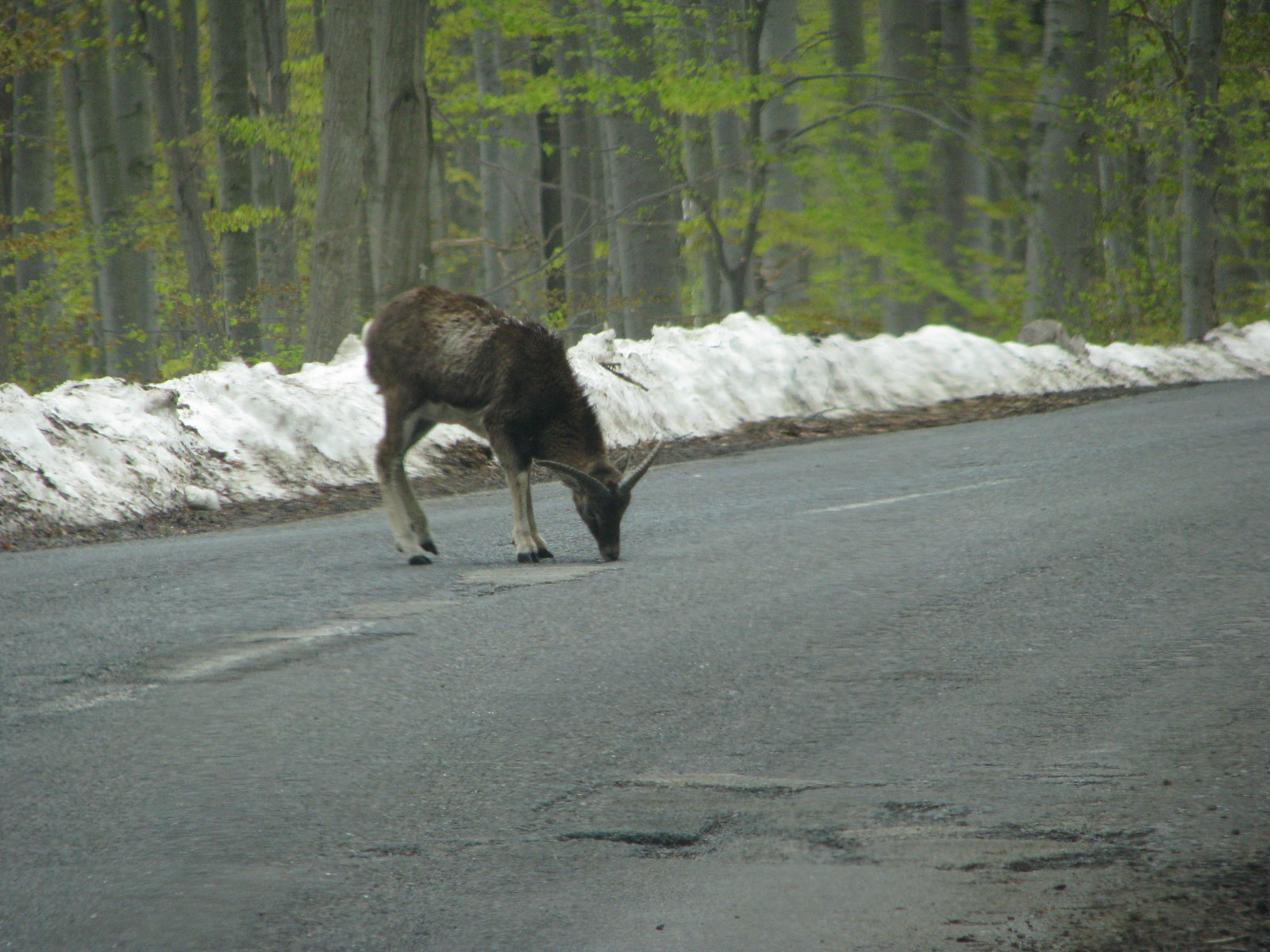Mufllon a Parád vezető úton