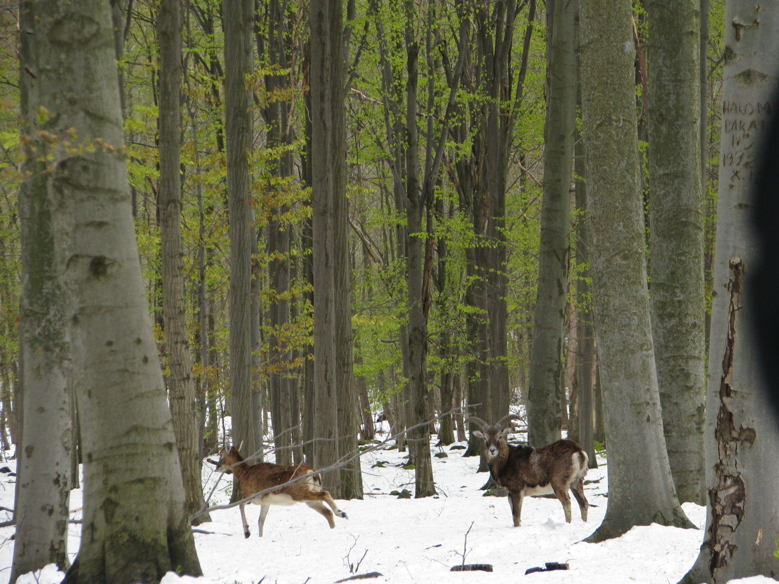 Érdeklődő muflonok az erdőből