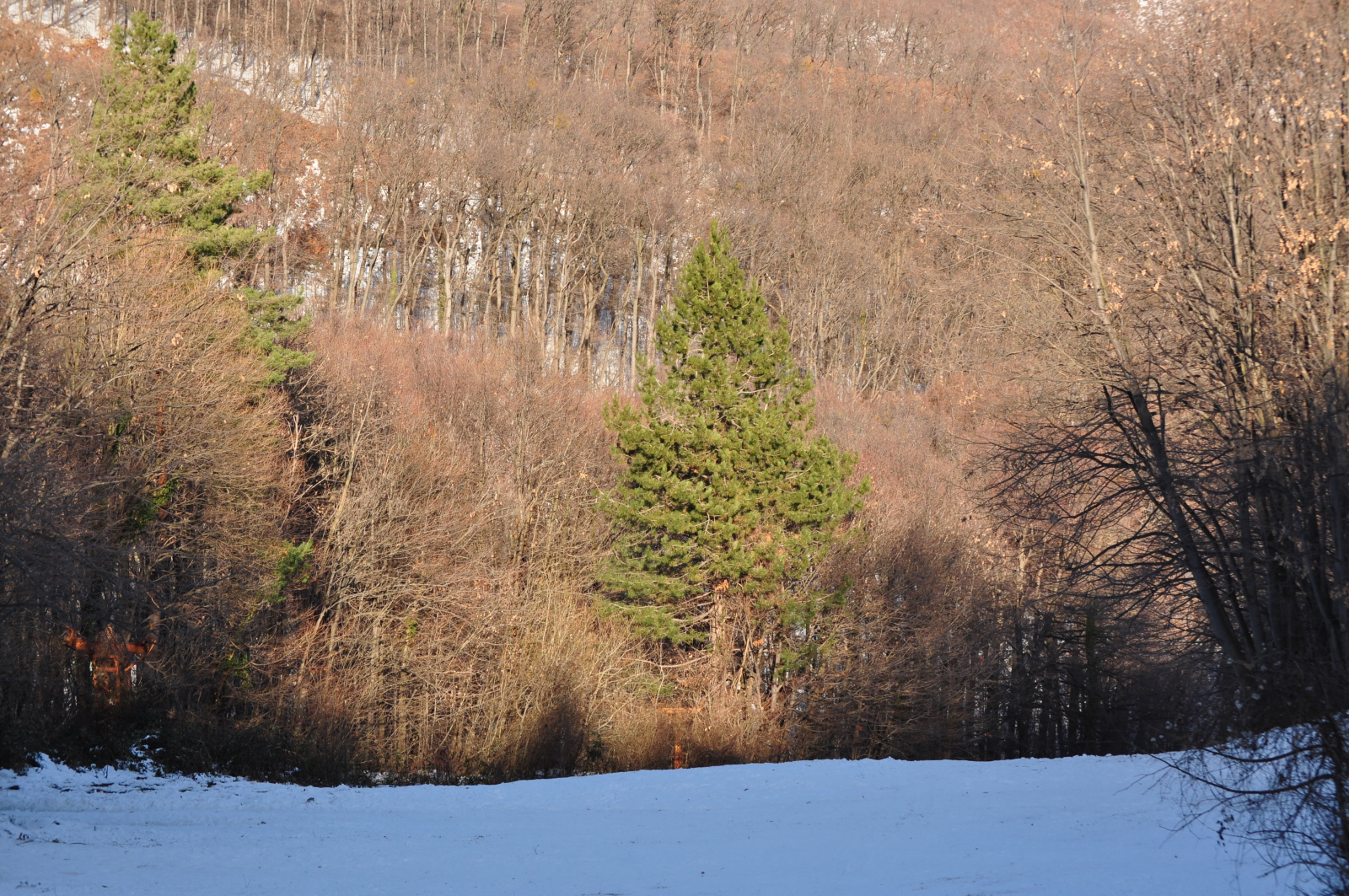 A bozótosban látni a felvonó oszlopait...