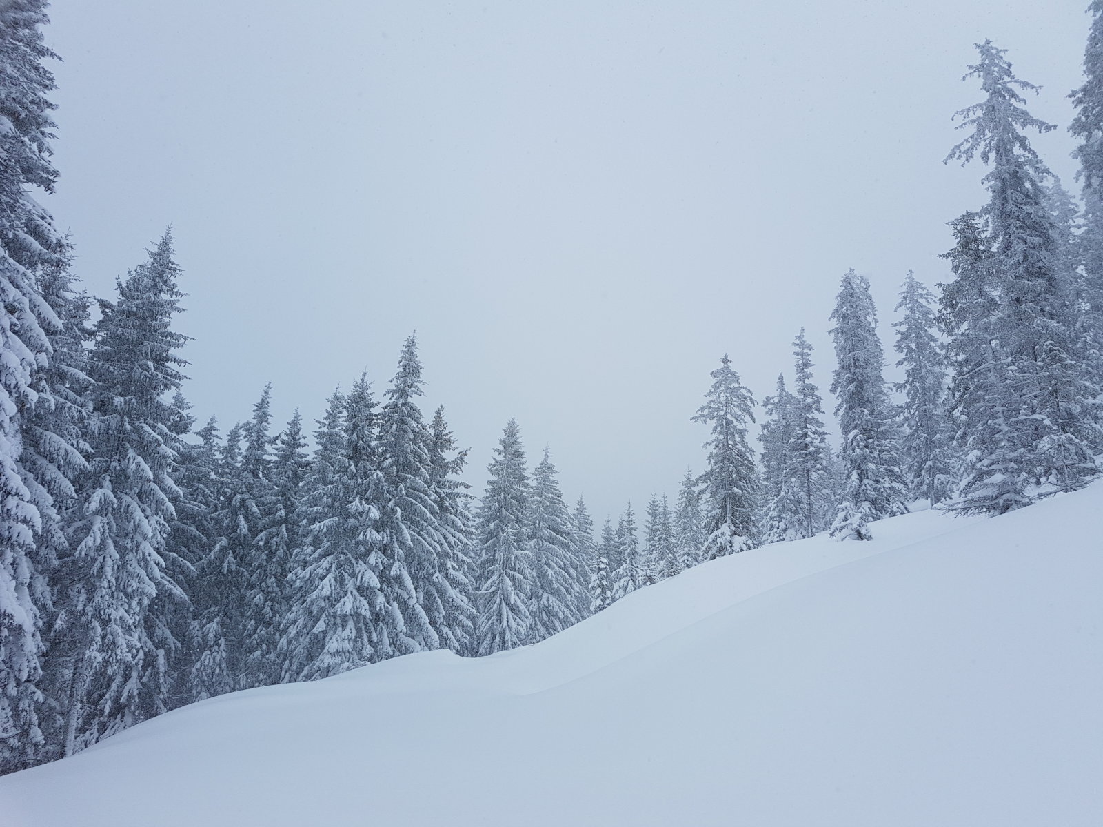 Filzmoss, erdei út a nagy tisztás felett