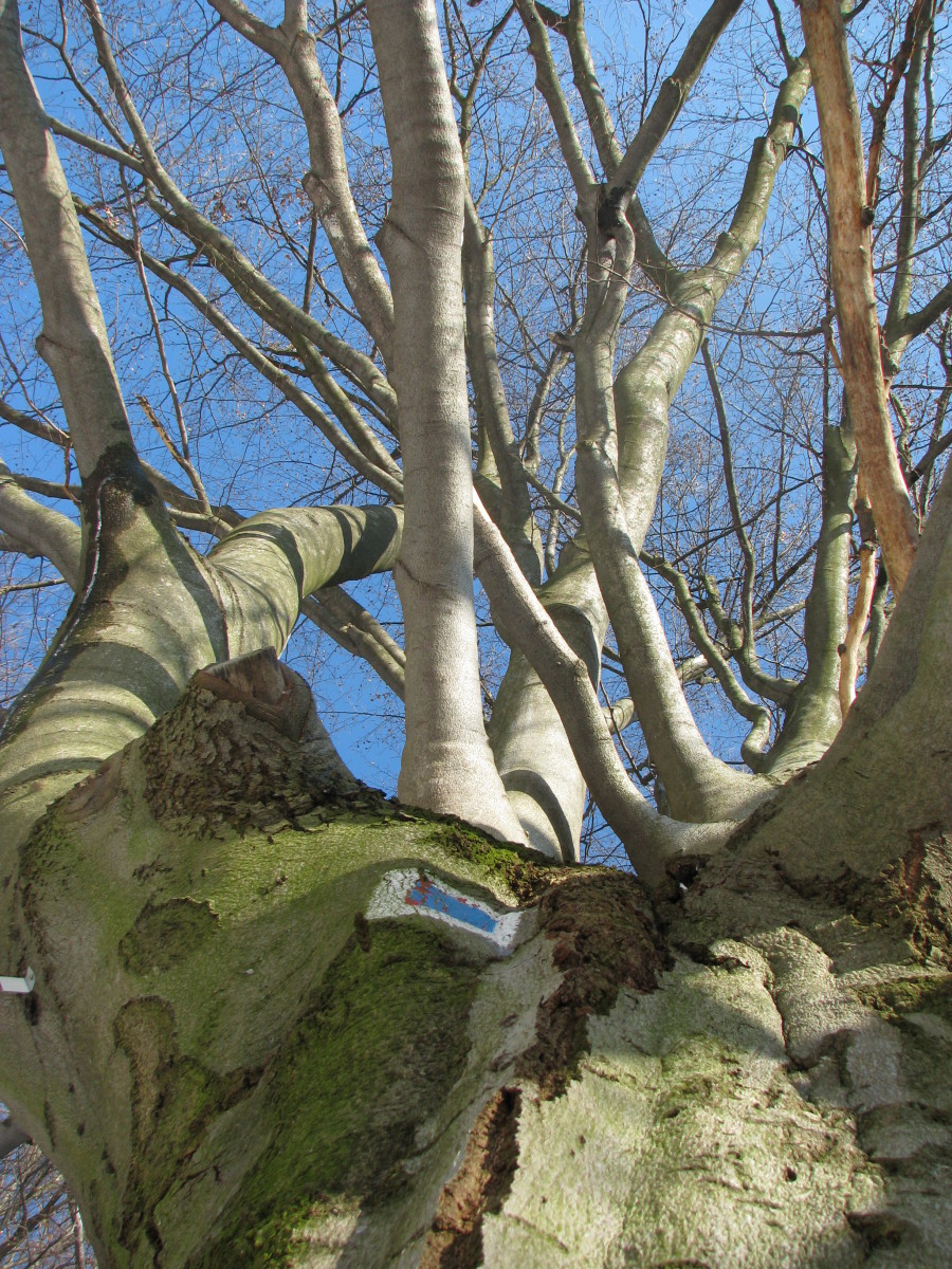 Gyökerekből az egekbe
