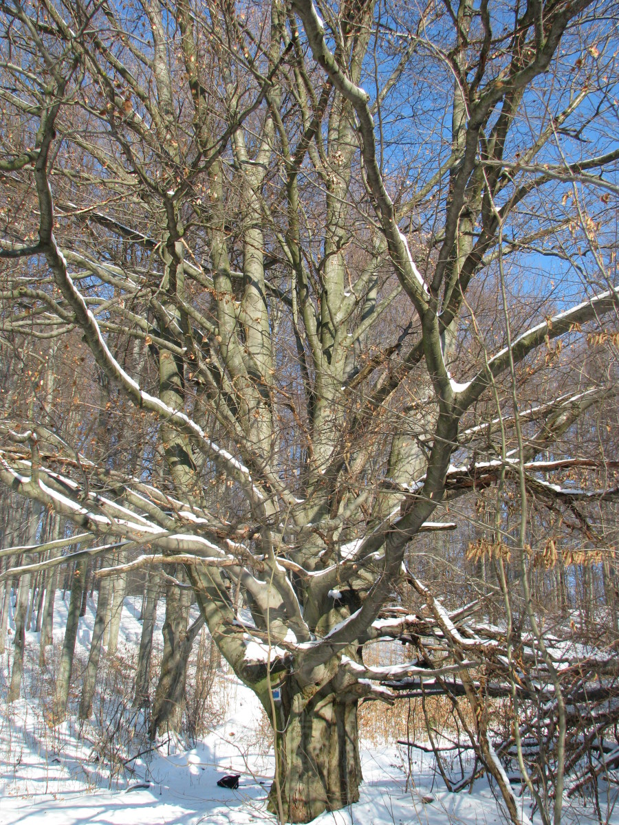 Az idő bölcsessége