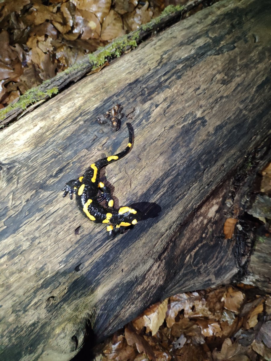 Börzsönyi kiskedvenc. Gyakori találkozás hűvös völgyekben.