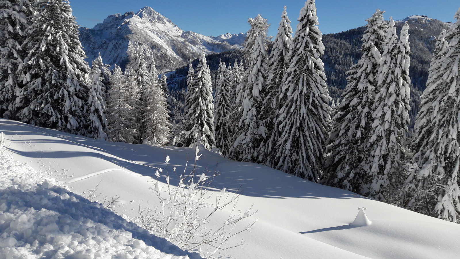 A kisfenyő elbújt a nagyok mellett