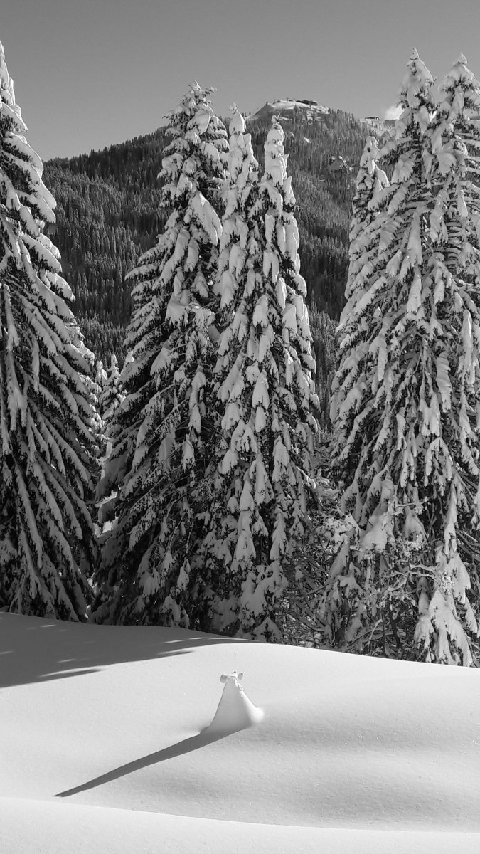 Kisfenyő a hó alatt